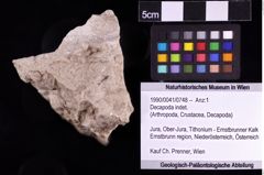 Foto (Objket + Etiketten) von Decapoda indet. 